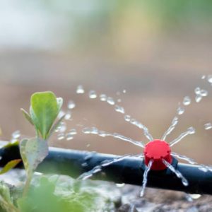 button drippers irrigation in kenya