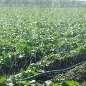 Rain Hose Irrigation in Kenya