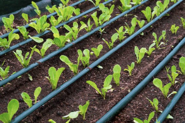 drip irrigation in kenya