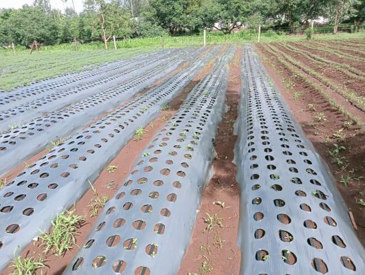 drip irrigation