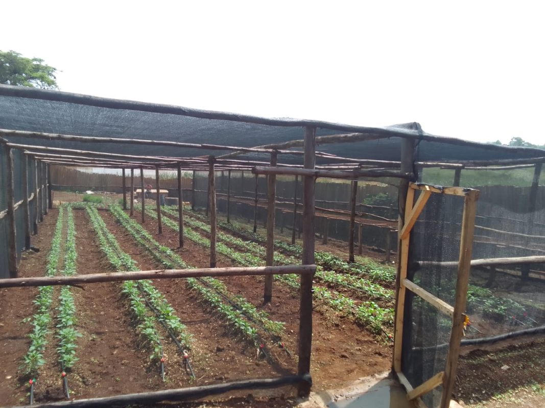 shade nets in kenya