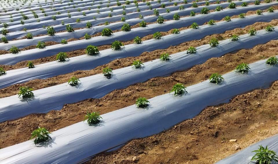 Understanding ⁤Mulch Film:⁢ The Science Behind Enhanced Crop Growth