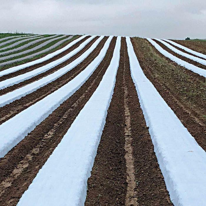 Maximizing Yield and Quality: Best Practices for Implementing Mulch Film in Agriculture