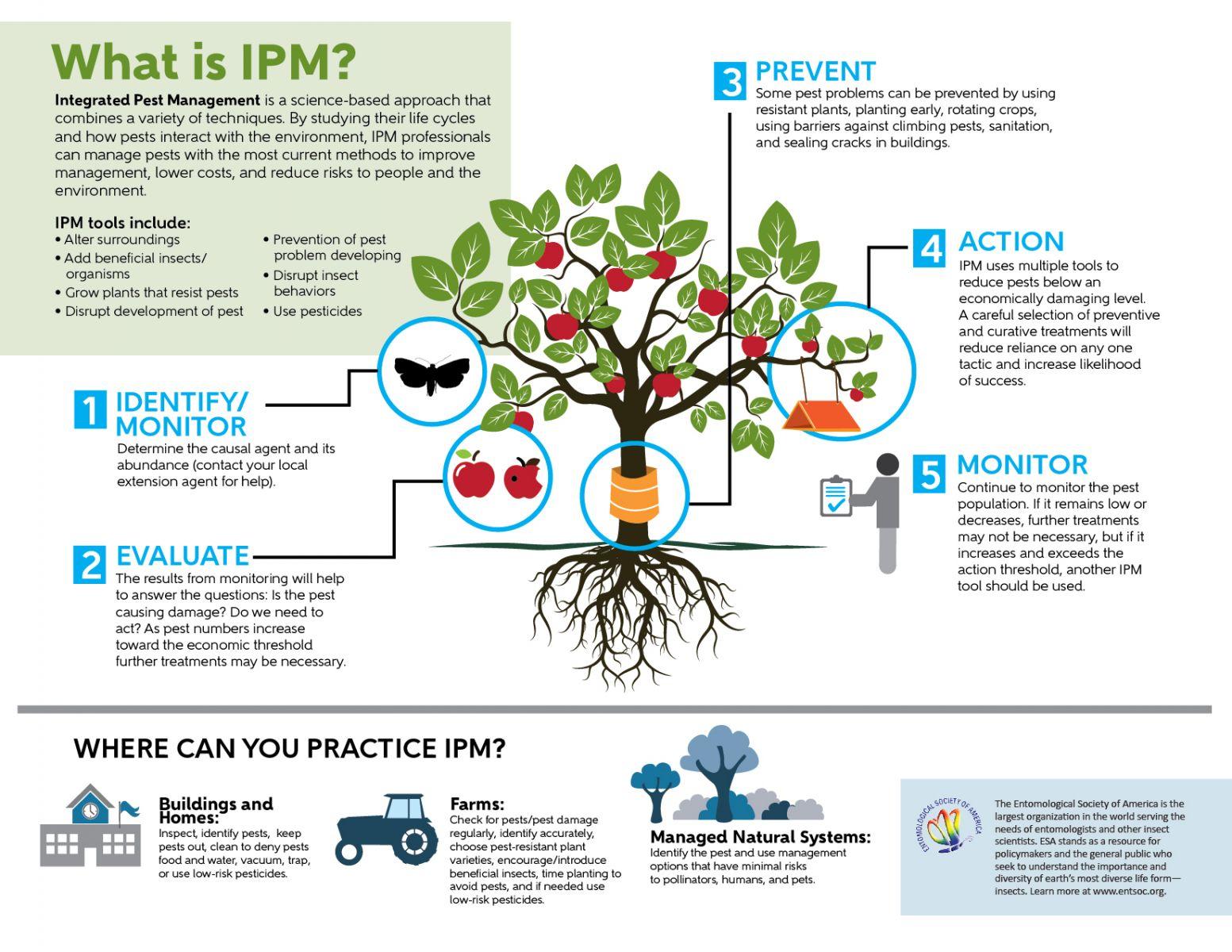 Pest Management‍ Made Easy: The Role of Mulch Film in Crop Protection